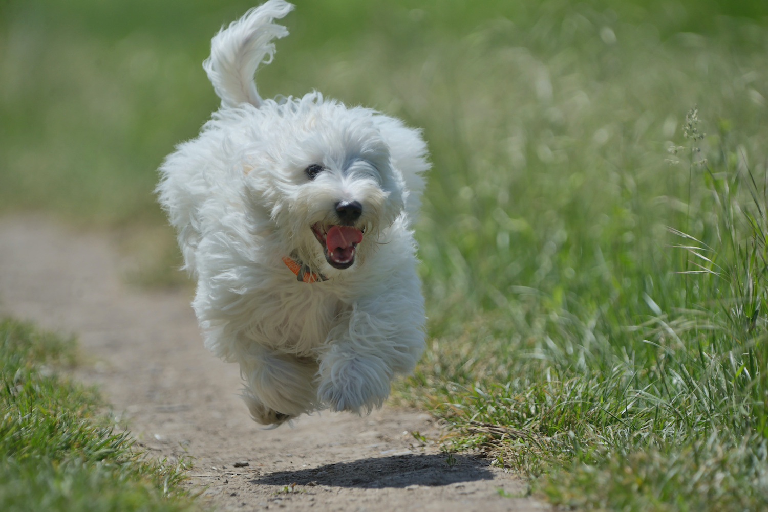 走っている犬