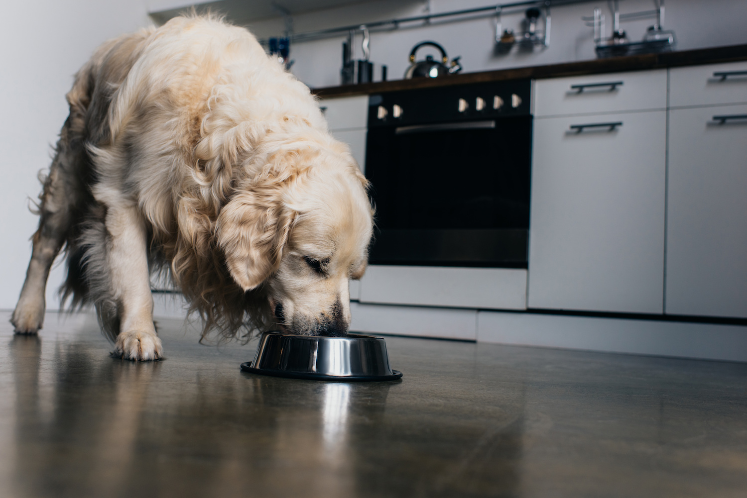 ドッグフードを食べてる犬