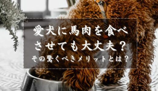 愛犬に馬肉を食べさせても大丈夫？その驚くべきメリットとは？